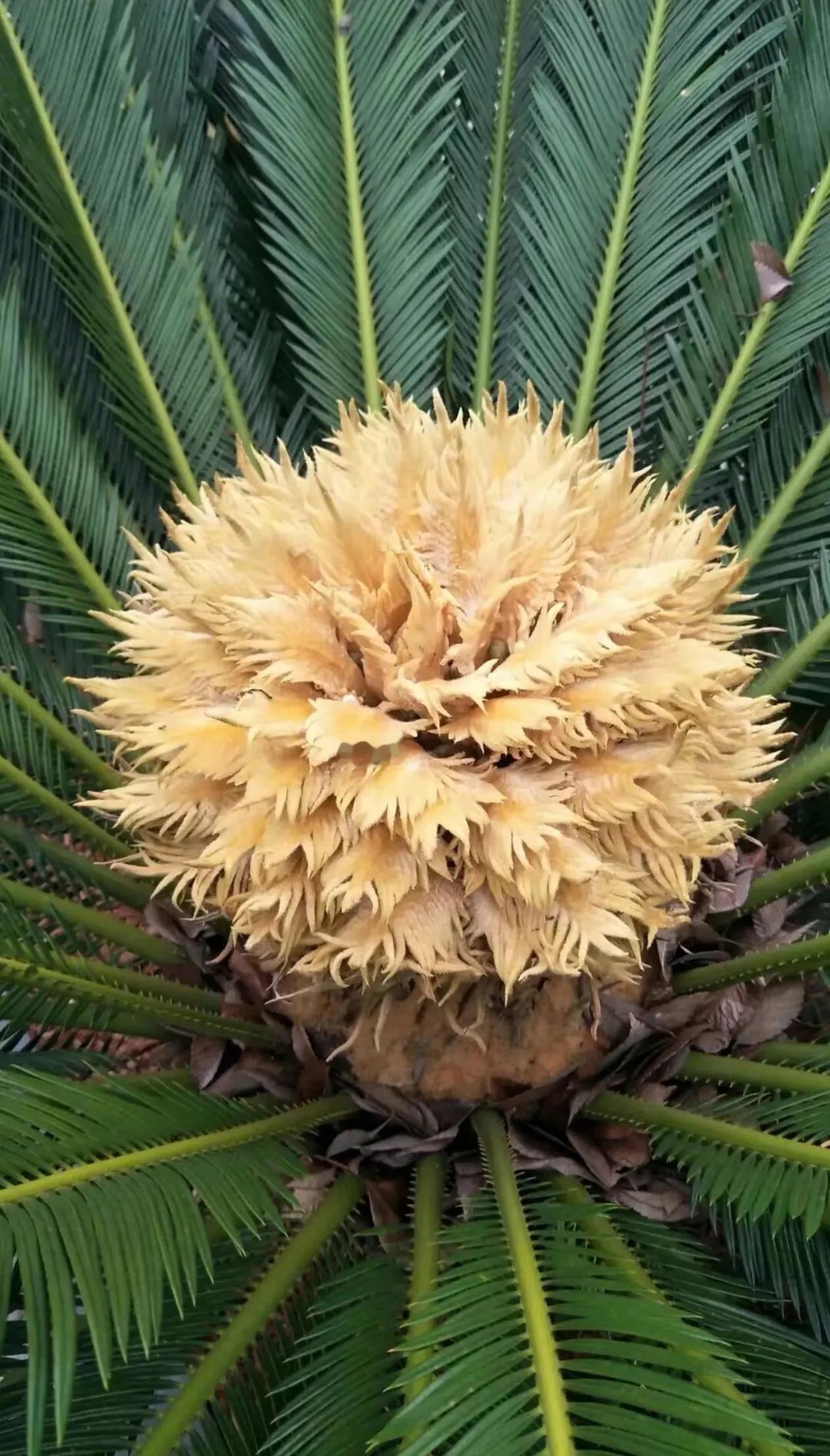 铁树开花一眼就能认出雌雄