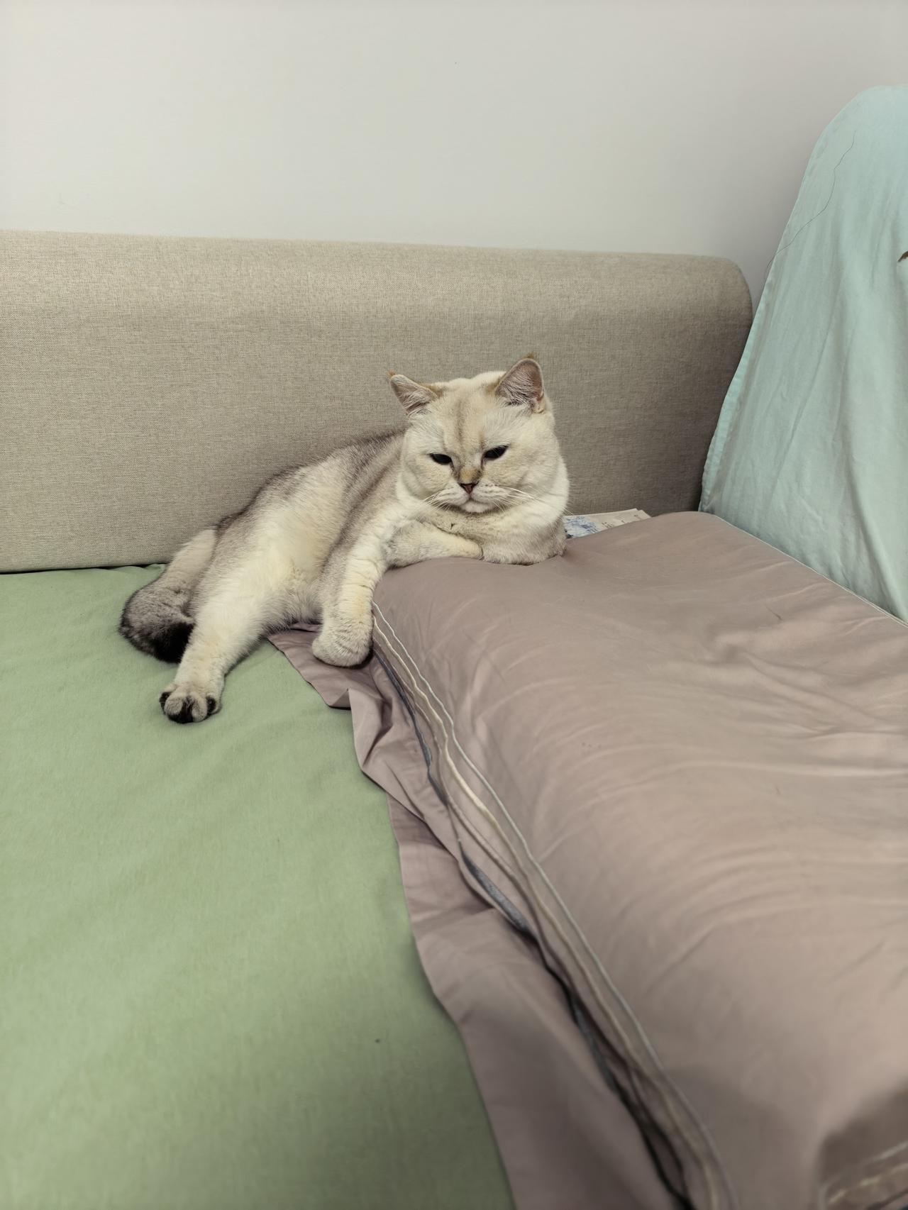 人善被人欺，马善被人骑。就小小的宠物猫也欺负善良人。这只小猫就要往我老伴的枕头上