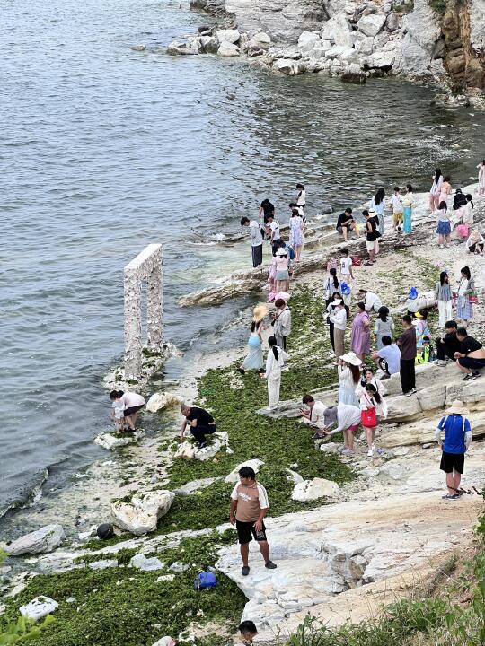 养马岛🌊果冻海，今年它来的有点早啊（浒苔）