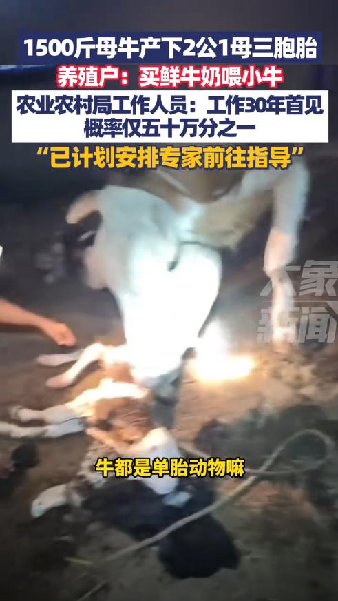 “解释不清了！”近日，山东日照，一养殖户家的怀孕母牛重1500斤，夜晚时变得躁动