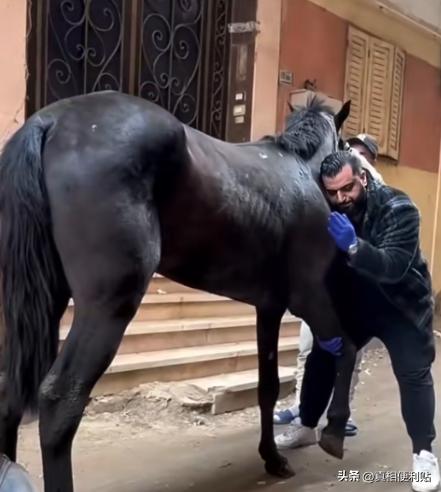 为什么马的腿断了必须死？一位养了10年马的师傅告诉我：90%的人都不知道，就算是