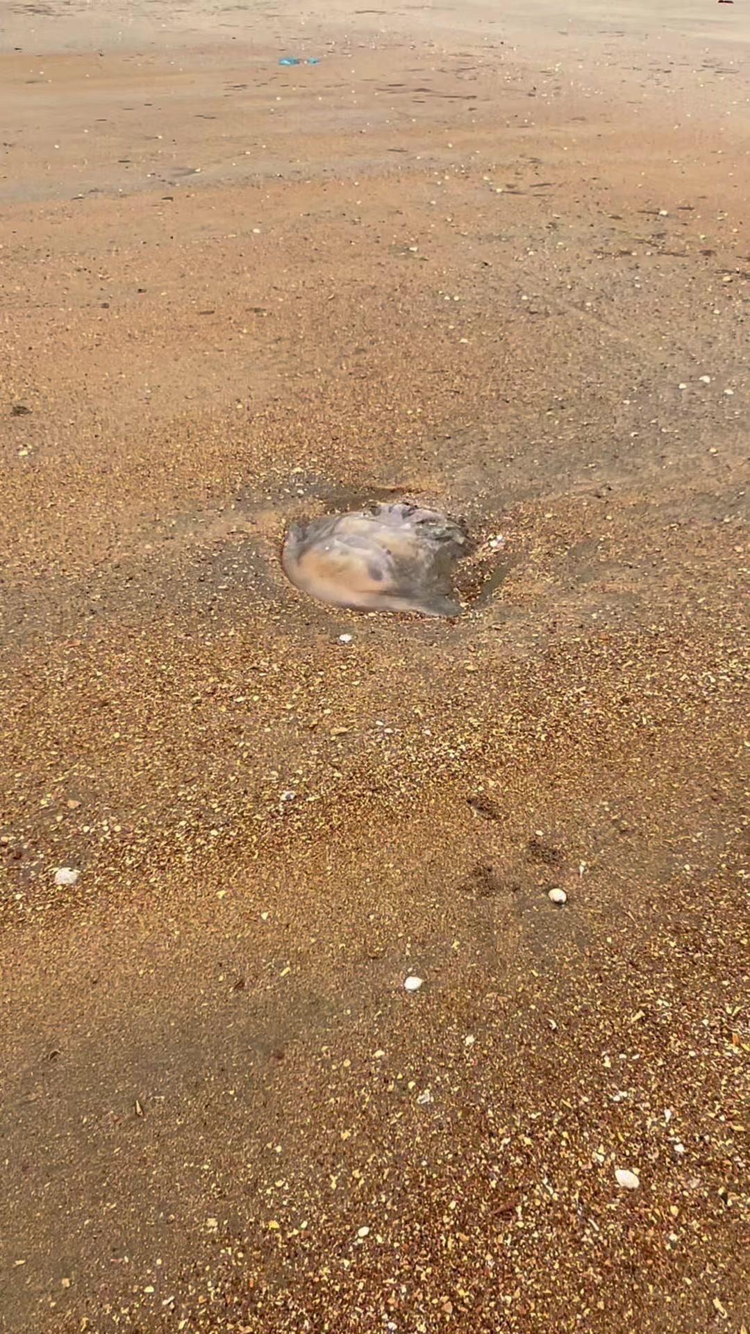 🌊海边清理废弃水母，这些海浪冲上岸的水母如果不及时处理，几小时就会腐烂发臭。