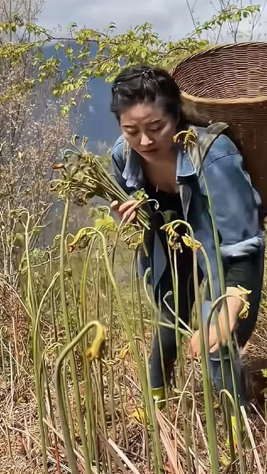 太可怕了，一个地方的蕨菜，竟然多得令人窒息。
满山遍野都是蕨菜，居然看不到一根像