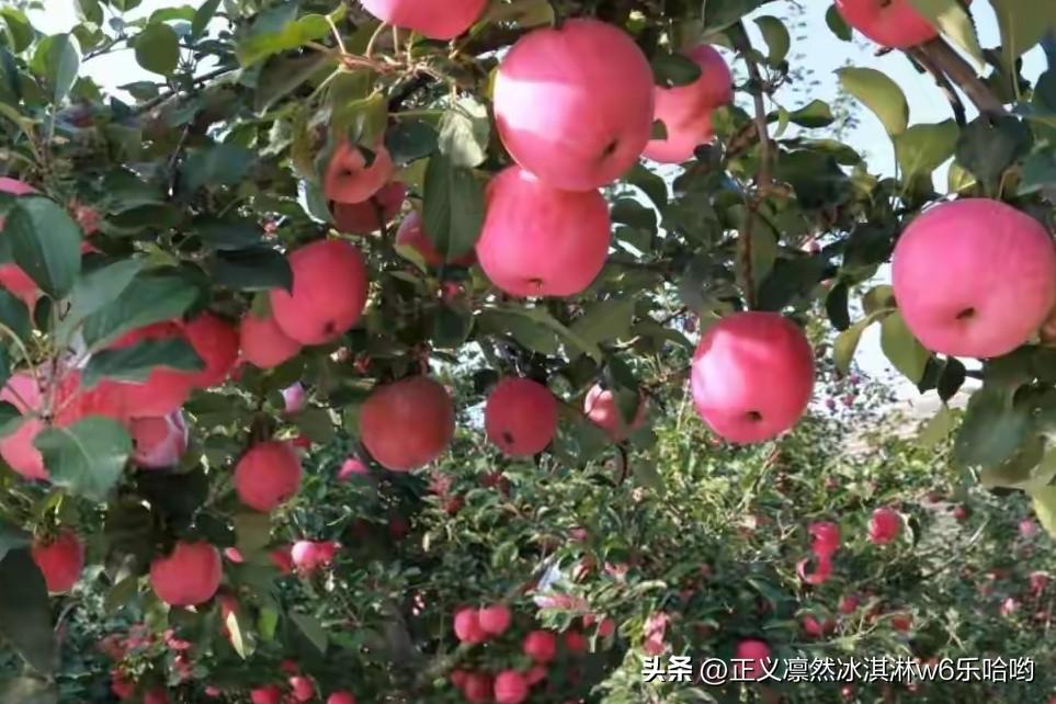 甘肃平凉静宁的苹果，那可真是当地的致富法宝！静宁独特的地理环境，让苹果色泽鲜艳、