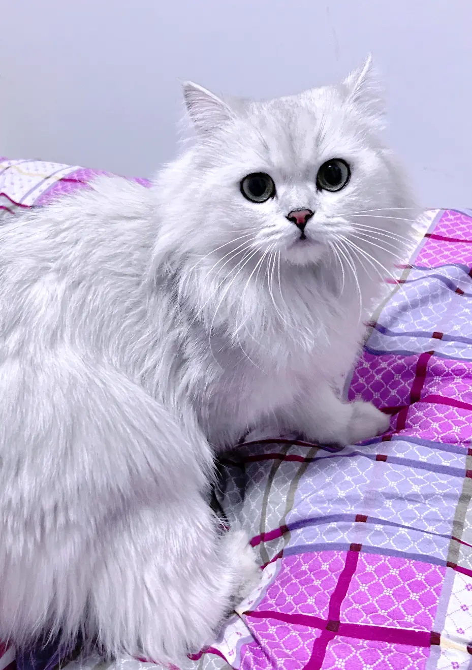终于不再是没猫要的野人了~