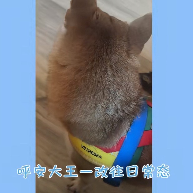 可能他是装的我不想同情他了 ​​​