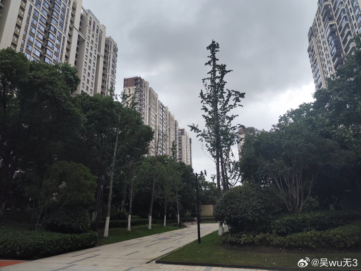 又细又长的银杏树，感觉很容易倒。 