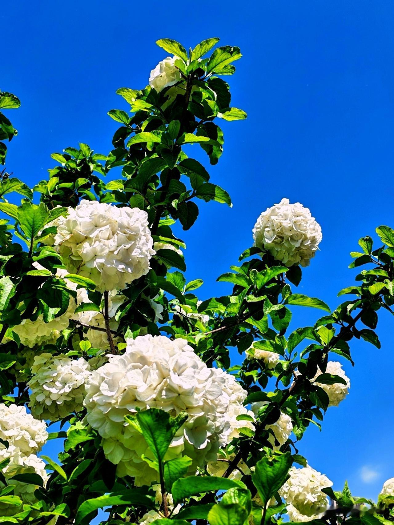 绿树白花映碧空，芳菲满目乐无穷。