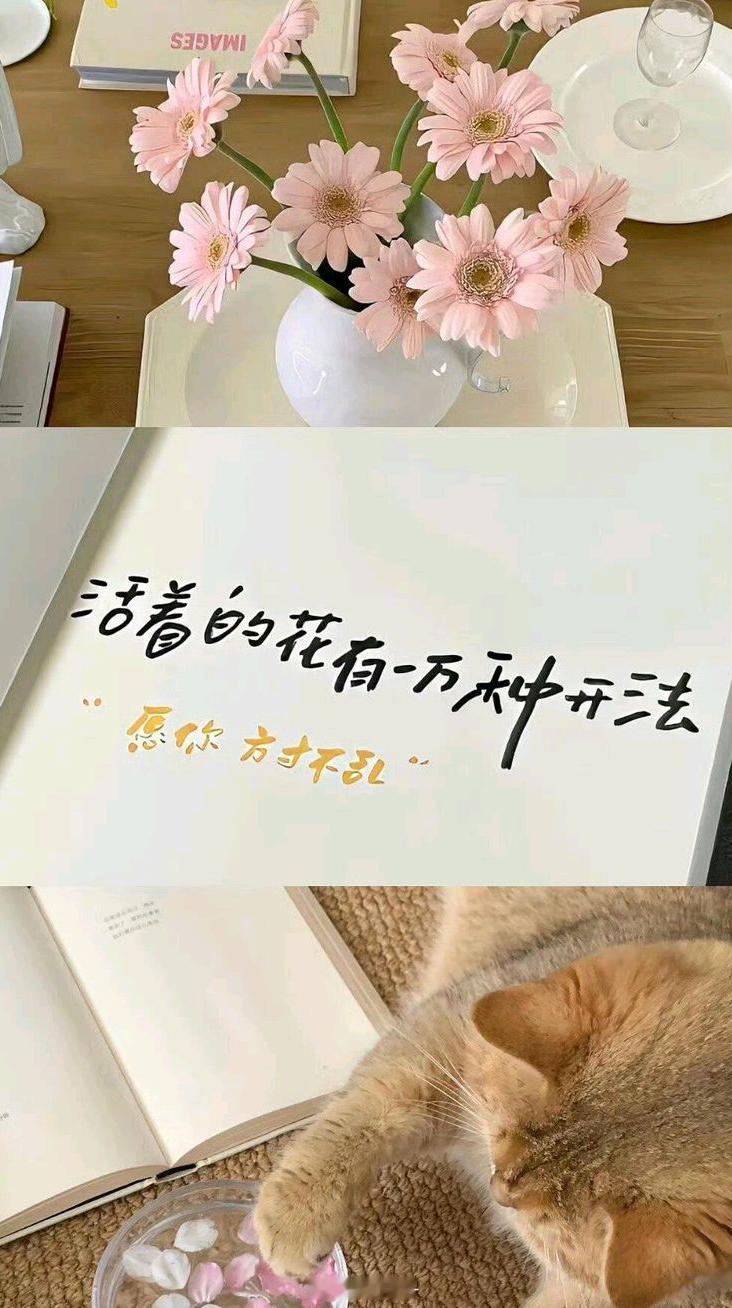 iPhone18｜8k高清ios全屏壁纸全屏/ 高清 / 苹果手机壁纸 / 凯迪