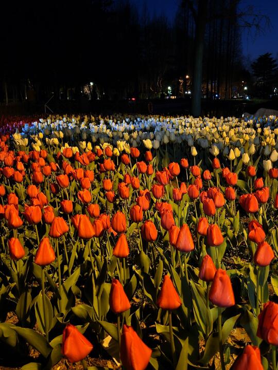 🌷🌃