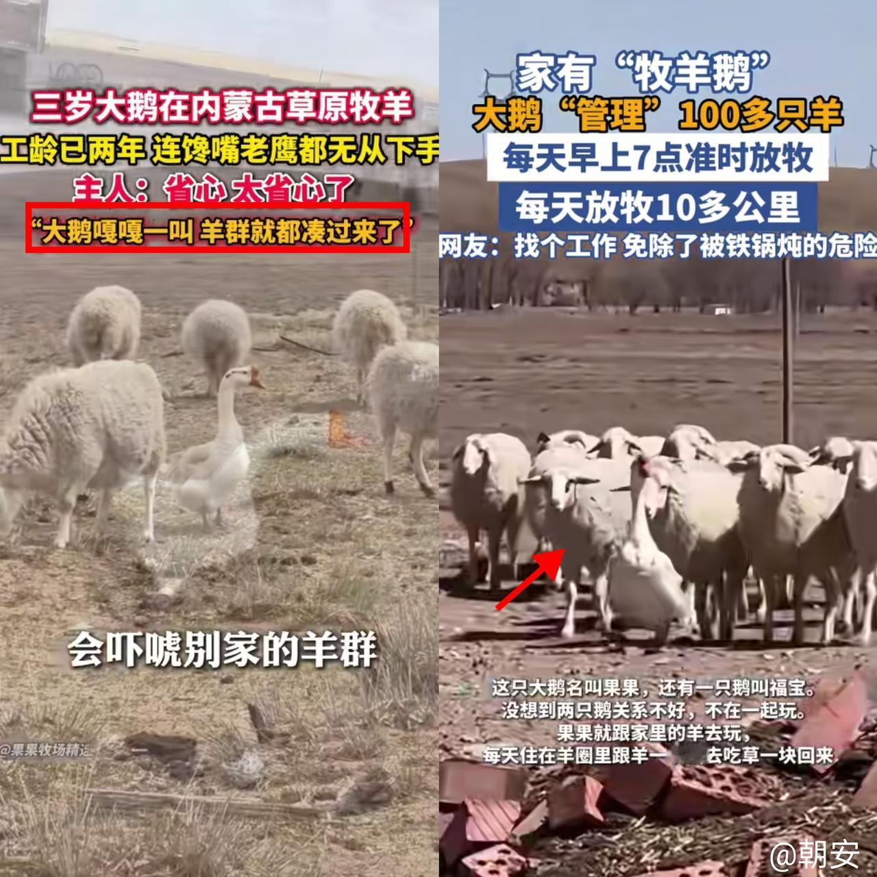 解释不清了！

内蒙古大哥把打架的大鹅扔进羊圈，没想到
它直接逆袭成“牧羊首领”