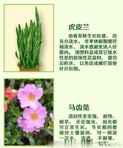18种常见家养绿植的正确浇水方法！ ​​​
