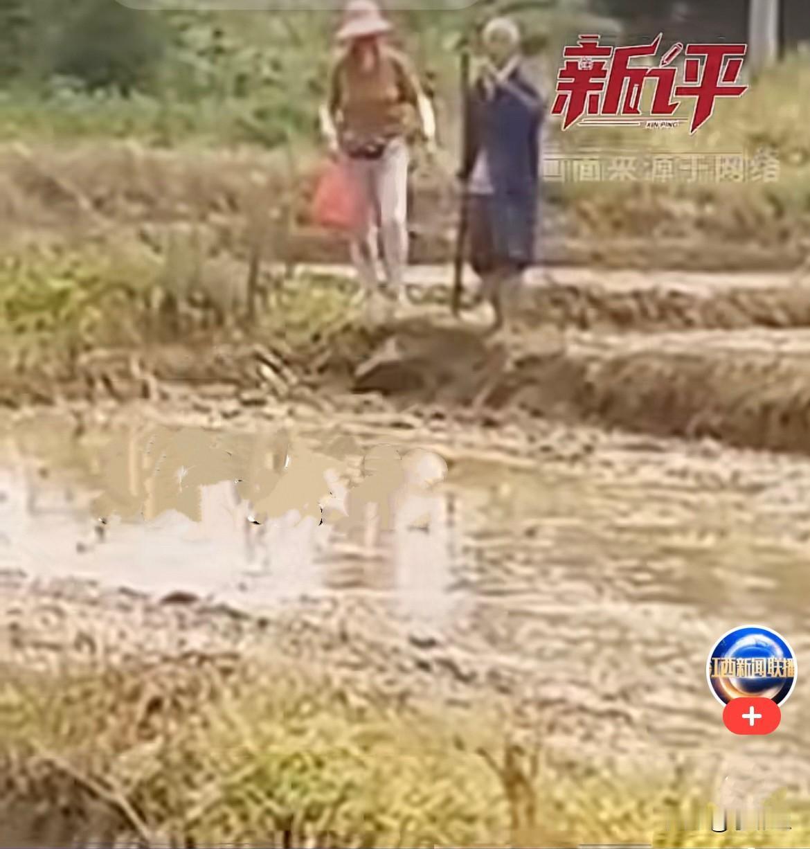 近日江西吉安的田间地头，烈日炎炎，天气闷热得让人喘不过气，一位白发苍苍的老人，脊