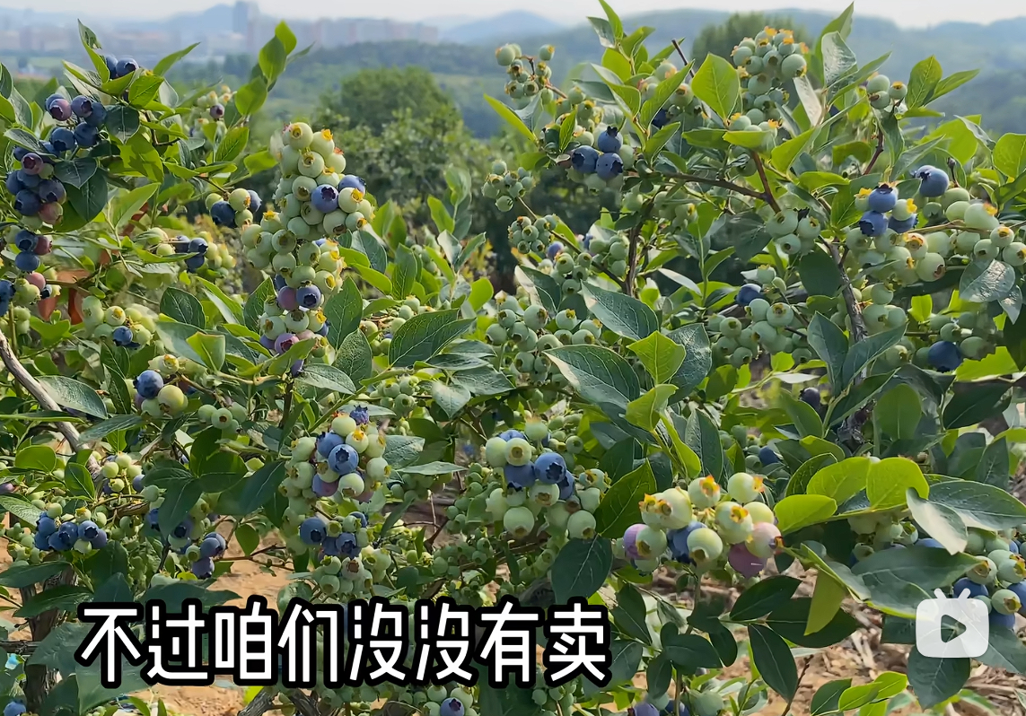 蓝莓这么好看的吗 