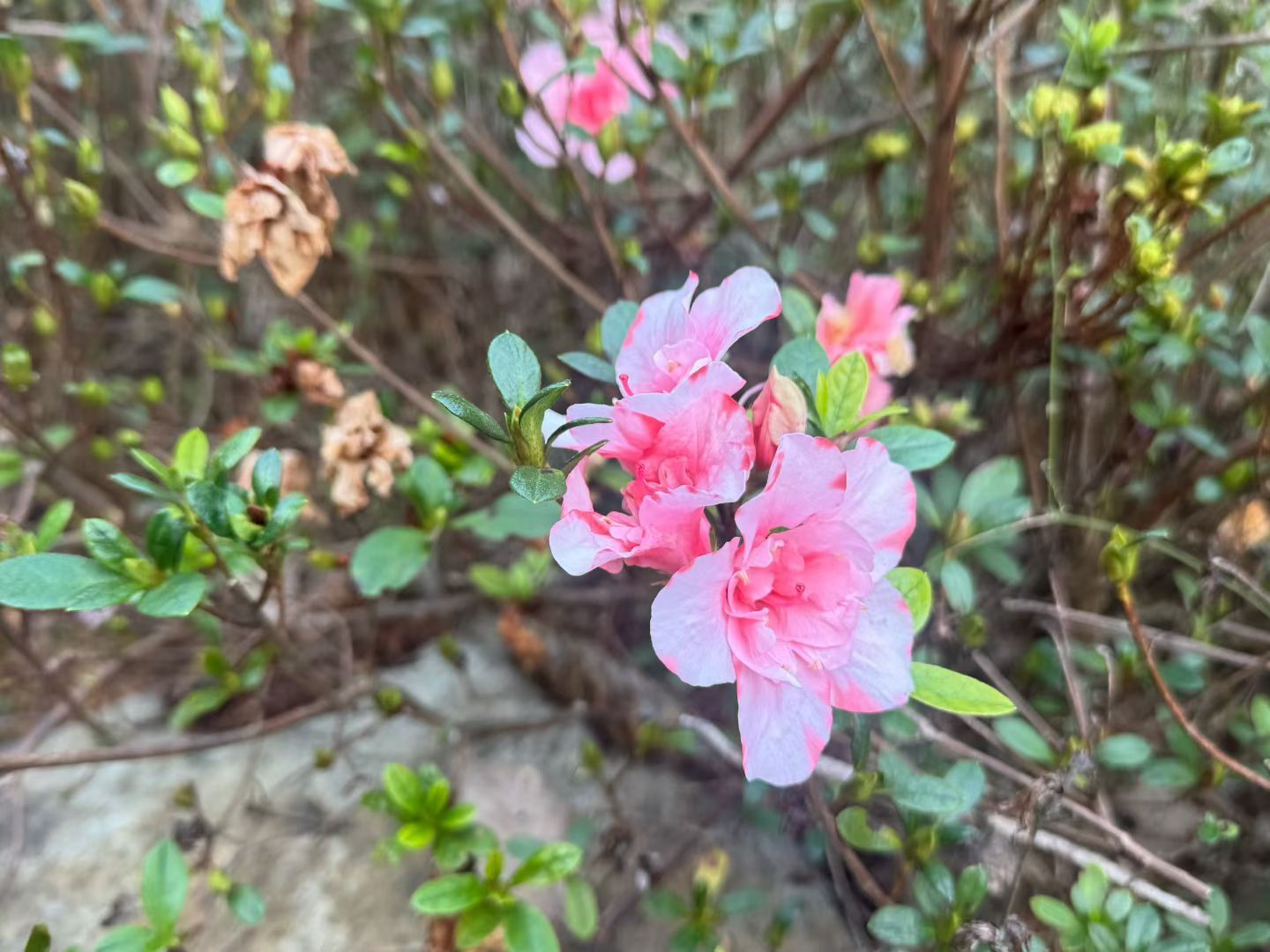 人生，无论苦乐，皆是无量的福，愿你忘忧，愿你持善，要安心走自己的路，不艳羡，不抱