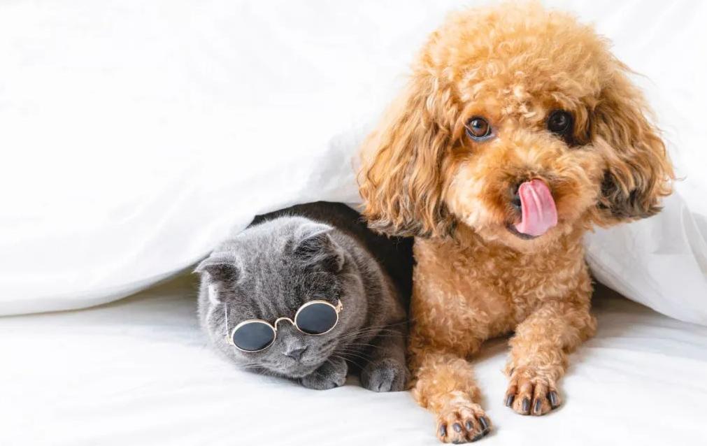 宠物行业“内卷时代”结束了，正式进入下半场
 
宠物行业的“内卷1.0”，正在谢