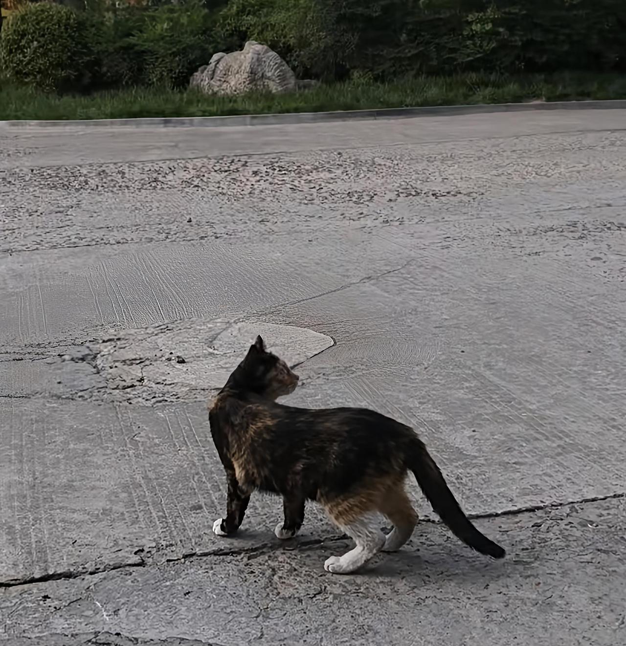 分享你最喜欢的一张猫咪的照片小时候常听老人讲猫给老虎传艺的故事，老虎学到最后想要