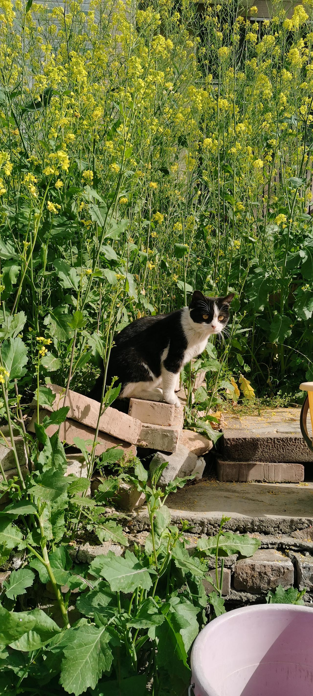 晒图笔记大赛我家可爱的小猫咪（黑猫警长）。