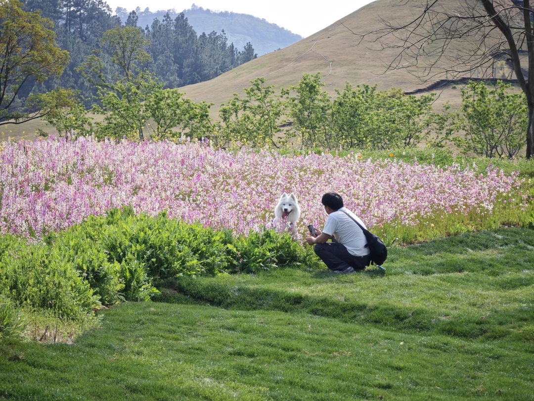 全杭州的狗这周末都在拍花花