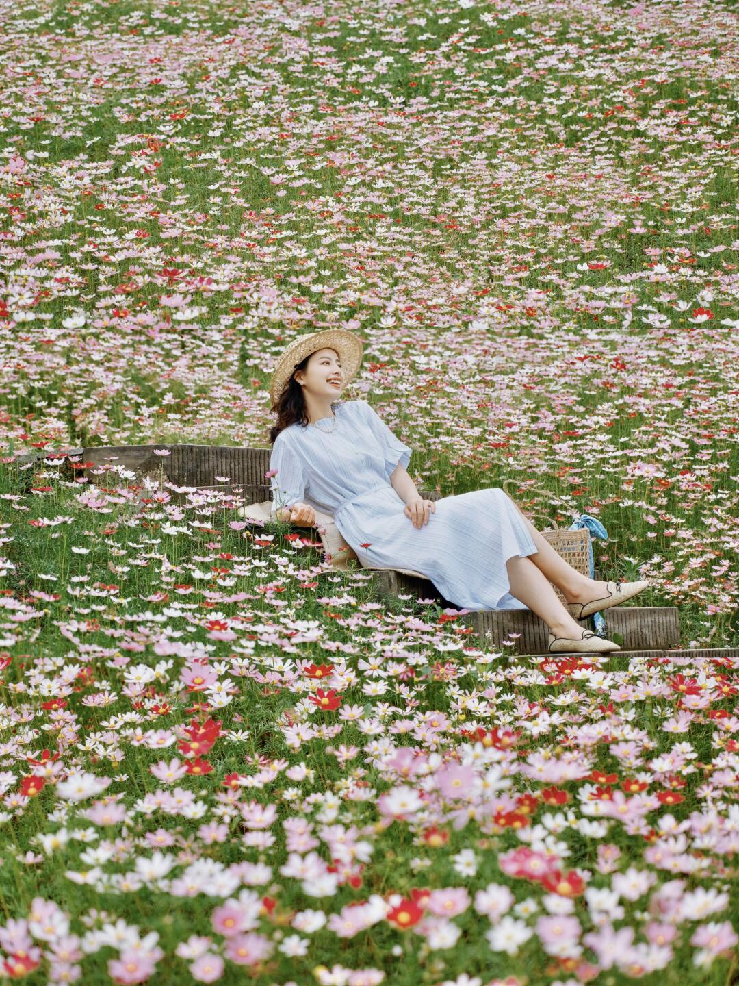 明媚的格桑花海，美得像走进了画里！