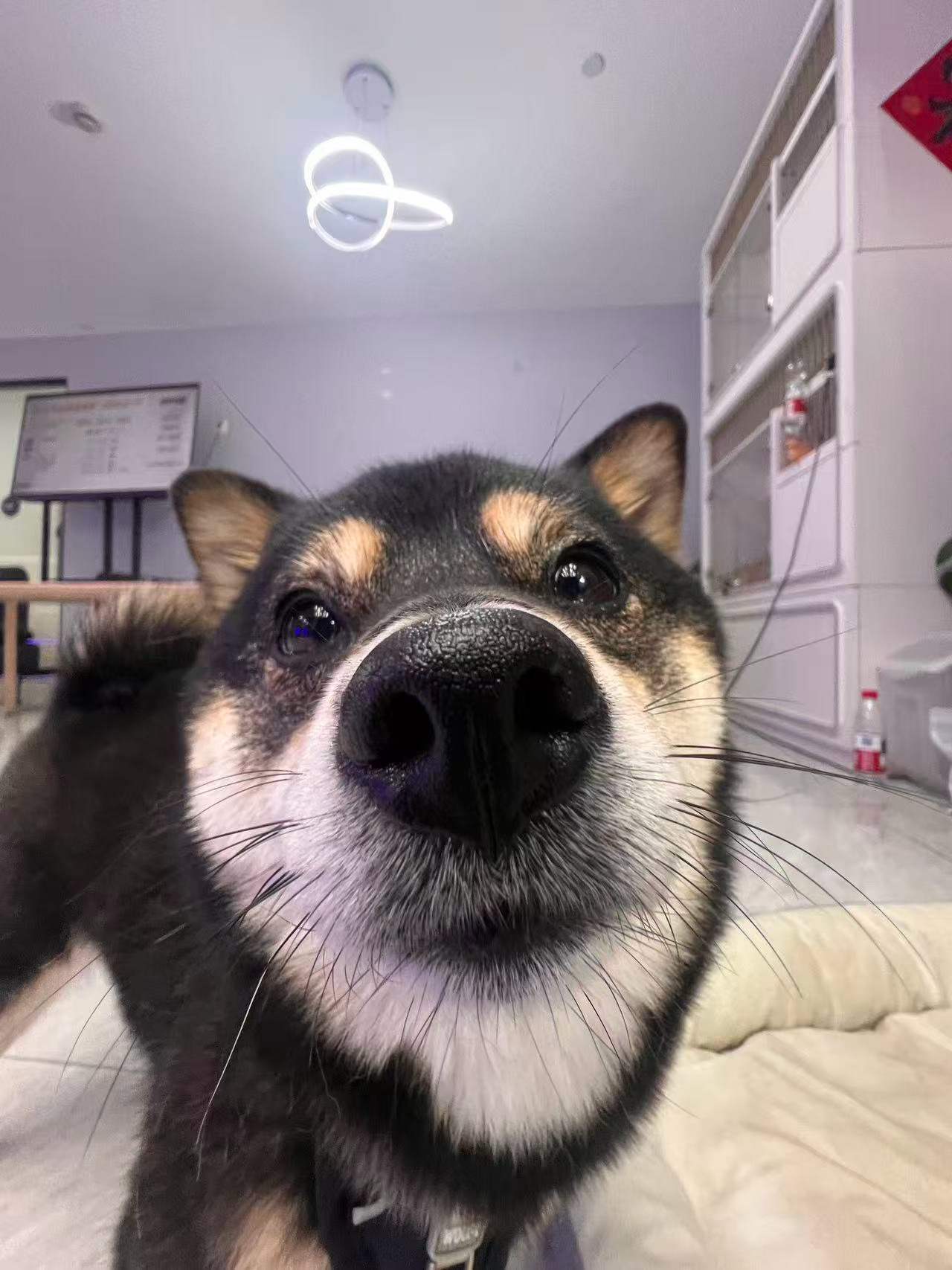 🐕🦺周一嗨嗨！ 