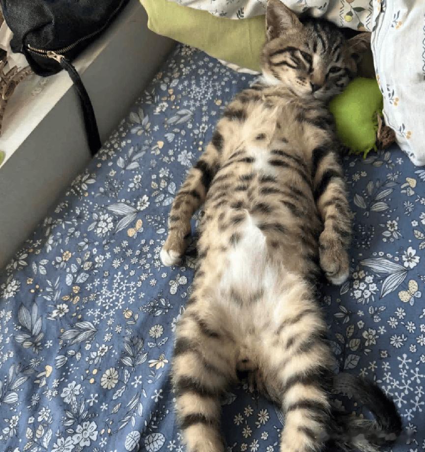 天呐！我家的这只虎斑猫开启“摆烂式发情”模式啦！肚皮敞得比夏天的短裤还彻底，四肢