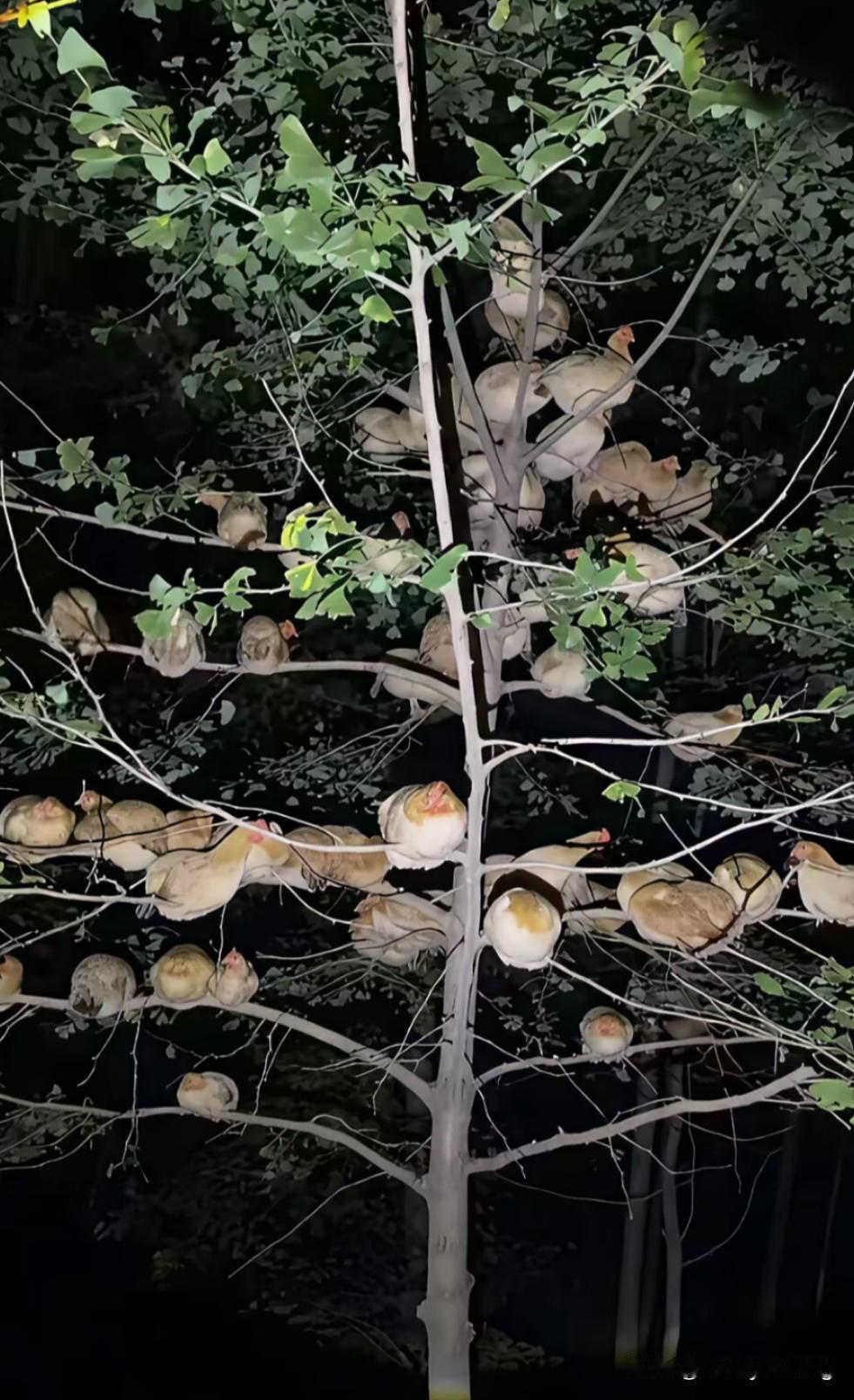 鸡在树上睡——八九十年代的记忆。
见过鸡上树睡觉吗？小时候乡下养鸡，每到黄昏，一