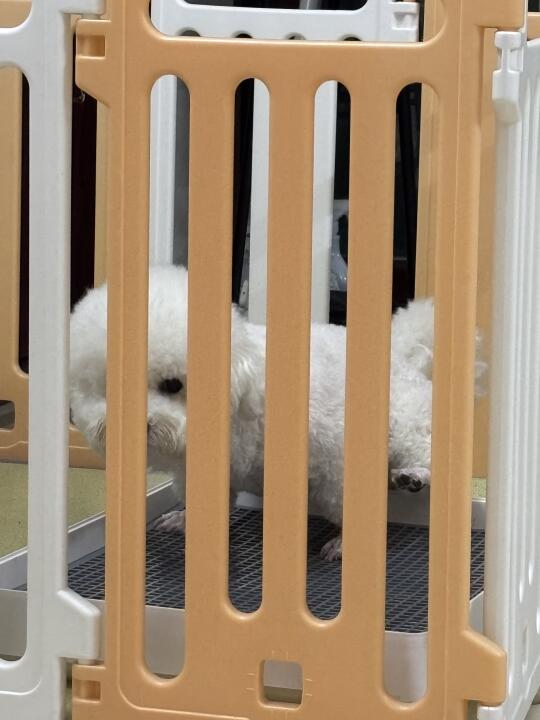 越大越懒，上厕所都不站上去！