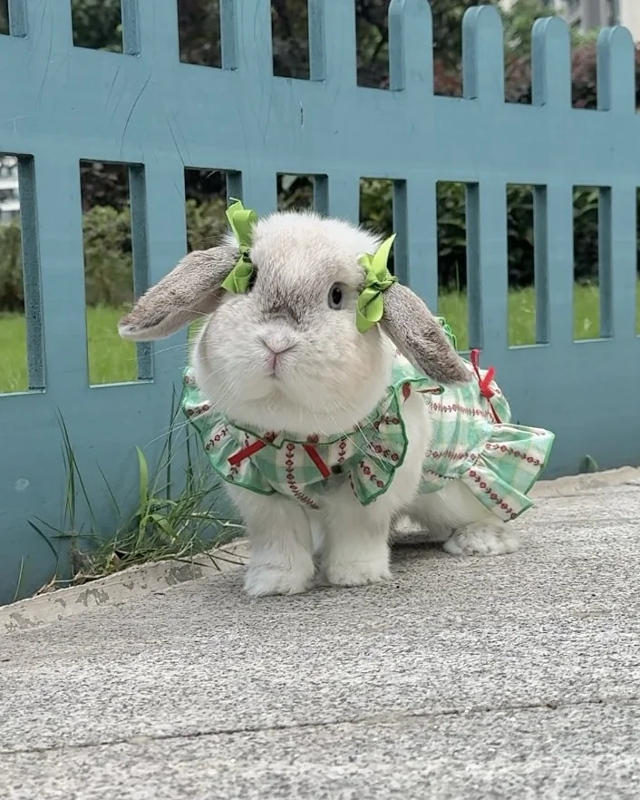 出门散步遇见一只穿成这样的小兔🐰