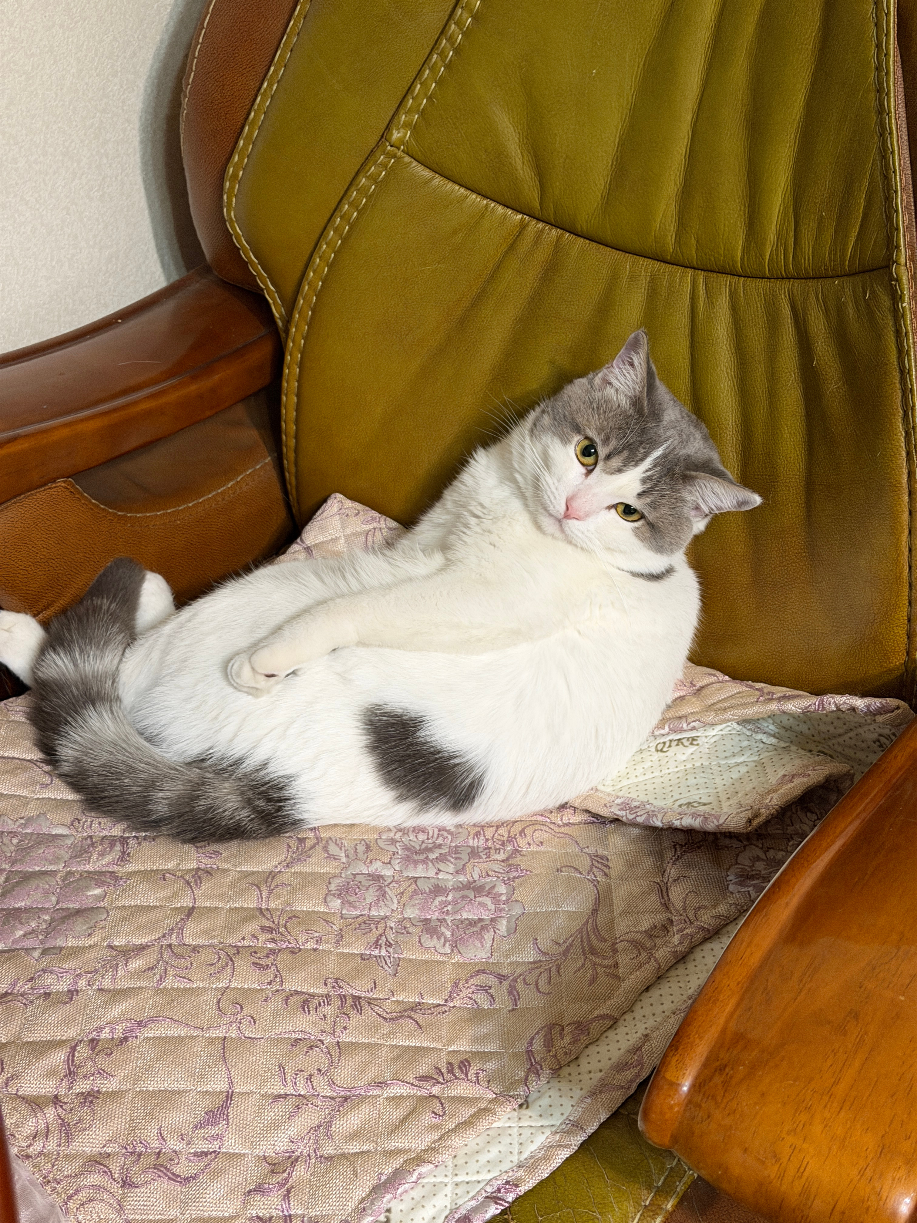 我养的还是人吗好像养到猫了