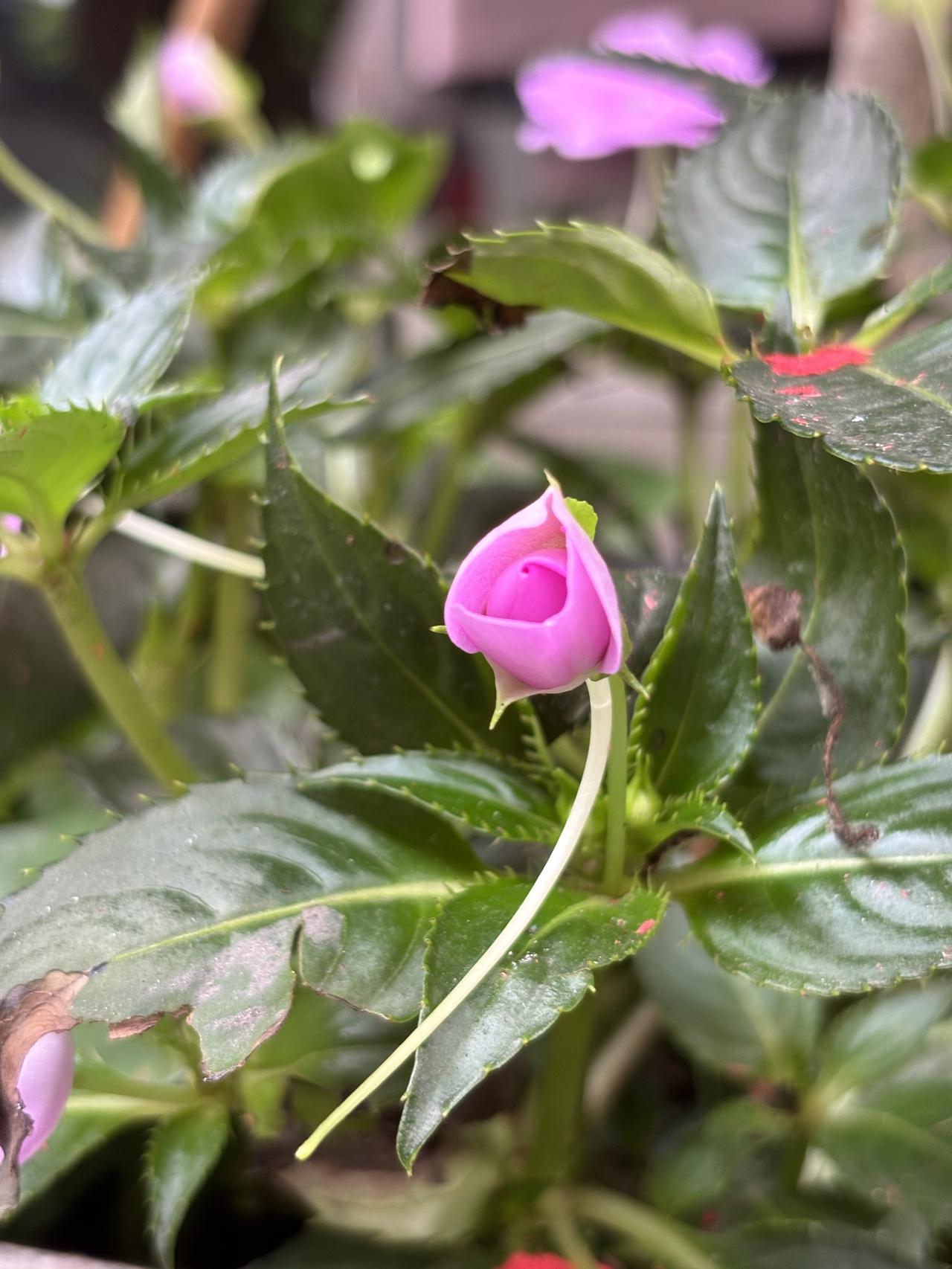分享一张你相册里的花草照片绽放美艳的花朵只是短暂的，剩下的日子就是艰辛与平凡和那