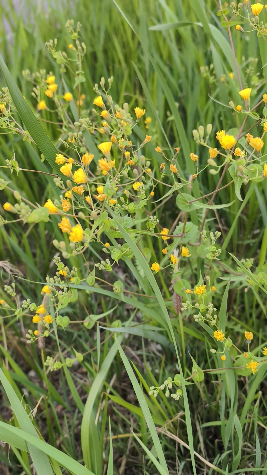 晒晒你手机最美的一张野花图片黄色的小野花点缀在路边荒野！