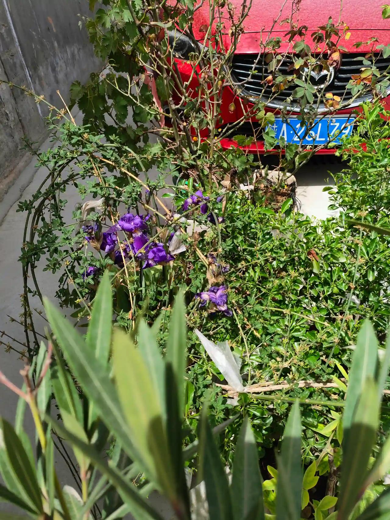 春风温柔，日子清淡。
不用热闹，不必奔波，一屋暖阳，三餐烟火。
春风拂面，花开如