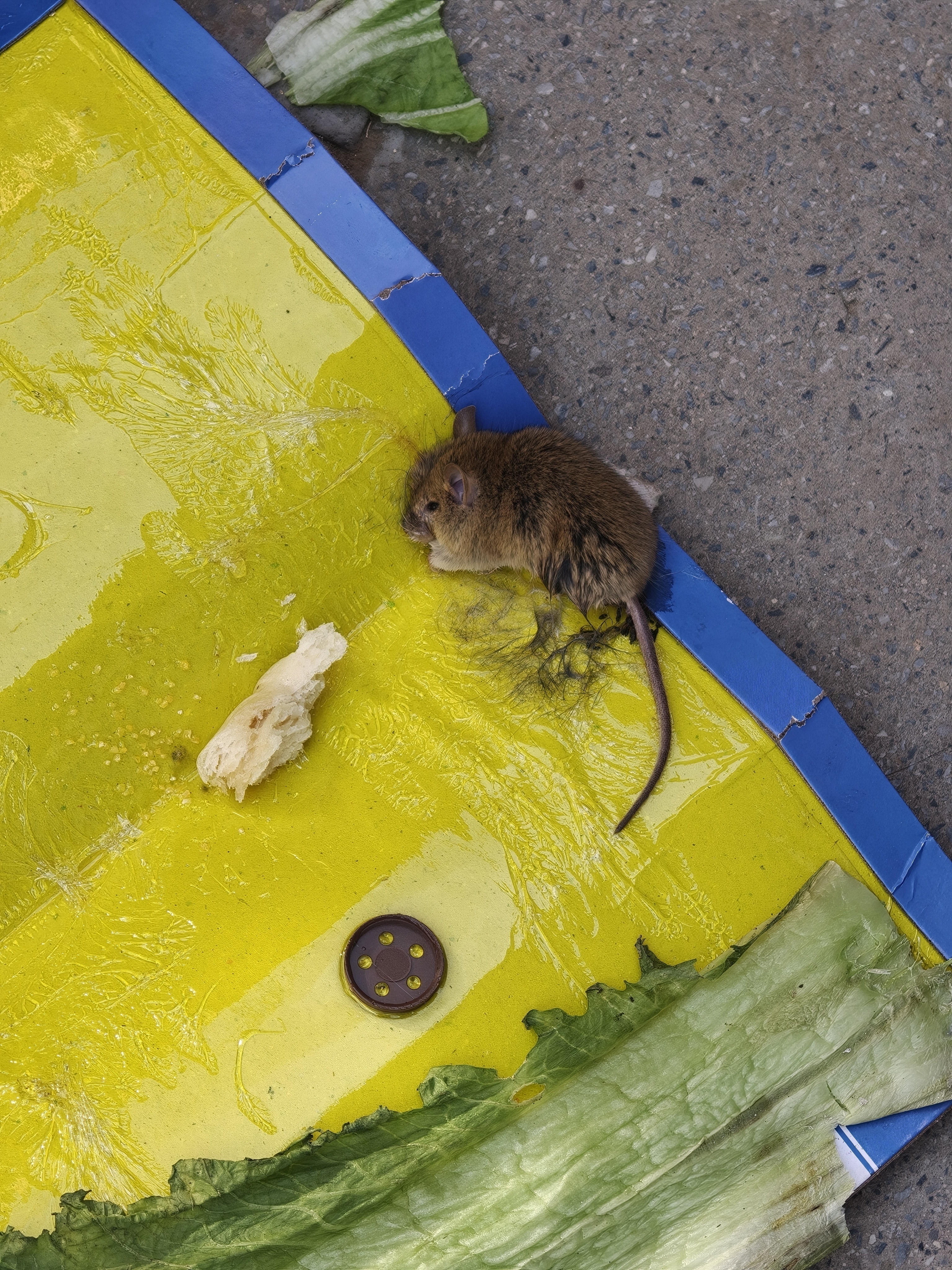 抓到鼠鼠了！和广东大蟑螂比起来，这个可爱多了 