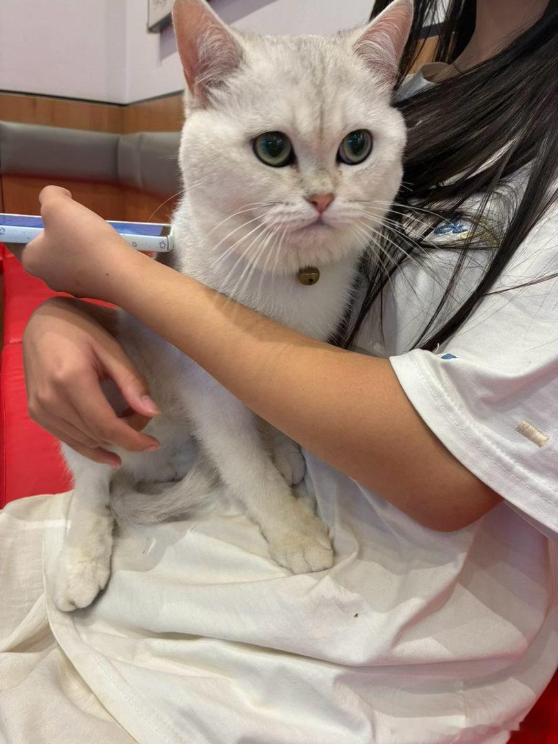 笑嘻嘻[便便][点赞]偶遇带小猫🐈的陌生女生[点赞] ​​​