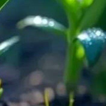 与其做一株绿洲的小草，还不如做一棵秃丘中的橡树。因为小草毫无个性，而橡树昂首天穹