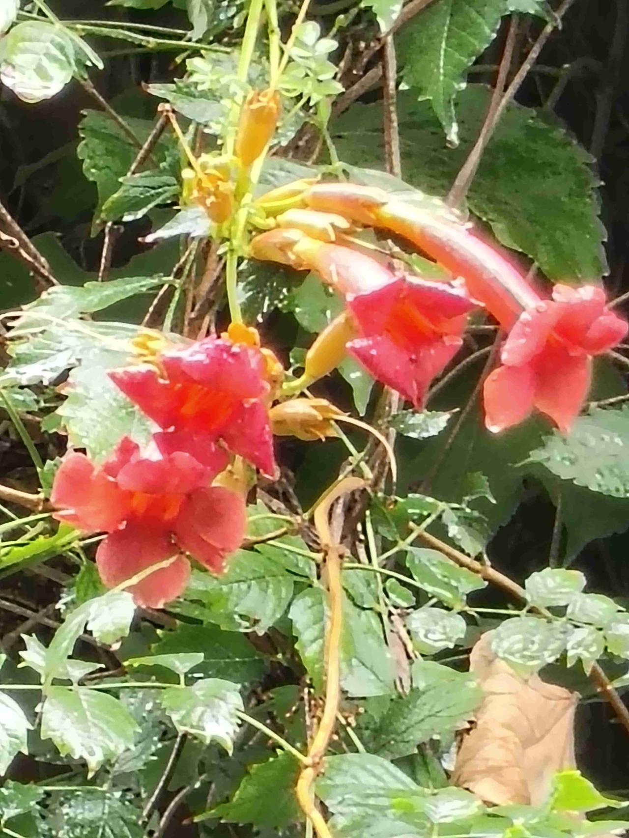 我的今日状态：😁轻松愉快
我这里的天气：🌧下雨 1. 雨后凌霄，带着点点雨珠