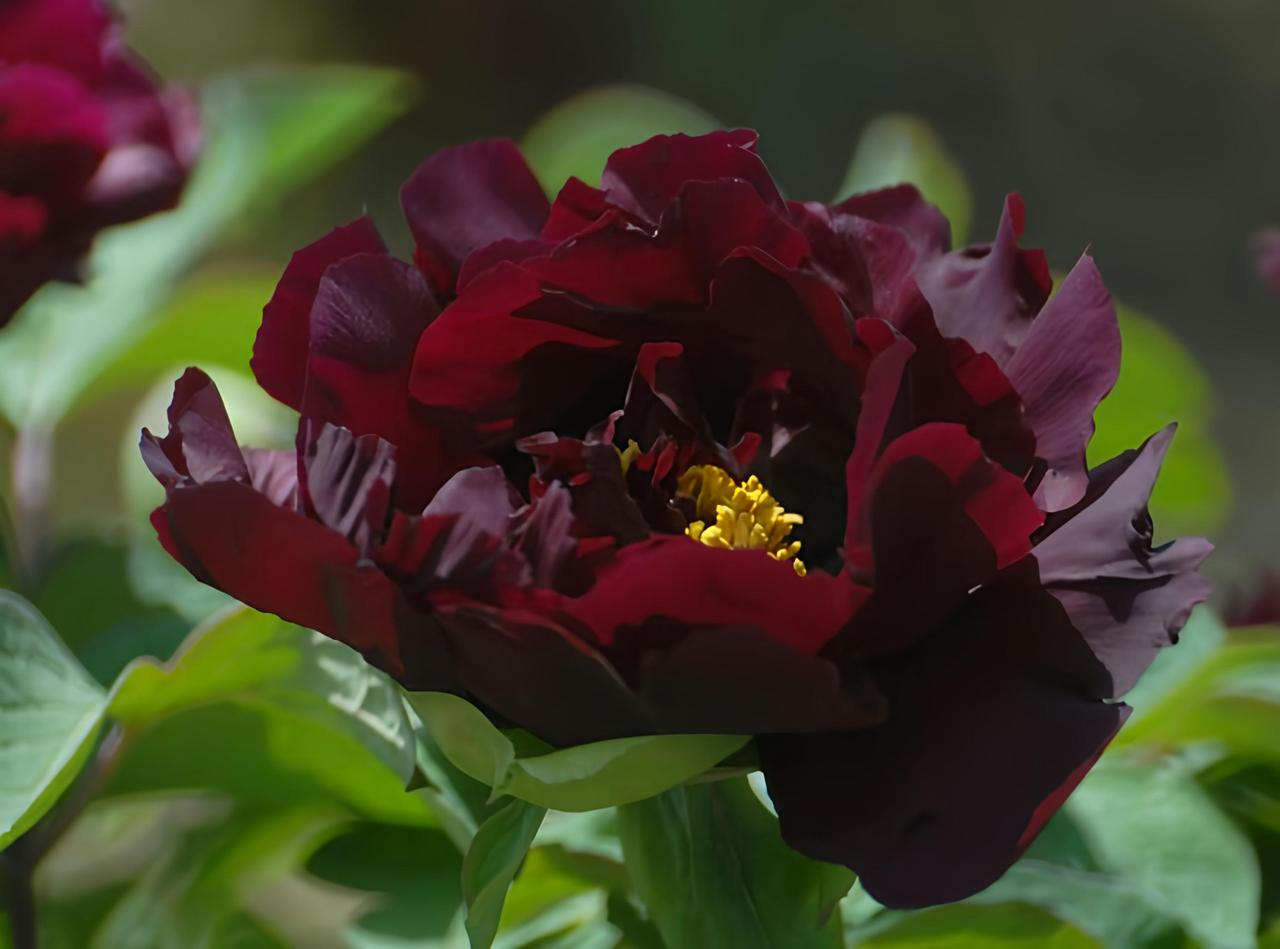 若说百花是春天的信使，那牡丹便是这信使中最为雍容华贵的皇后。它不似桃花般灼灼其华