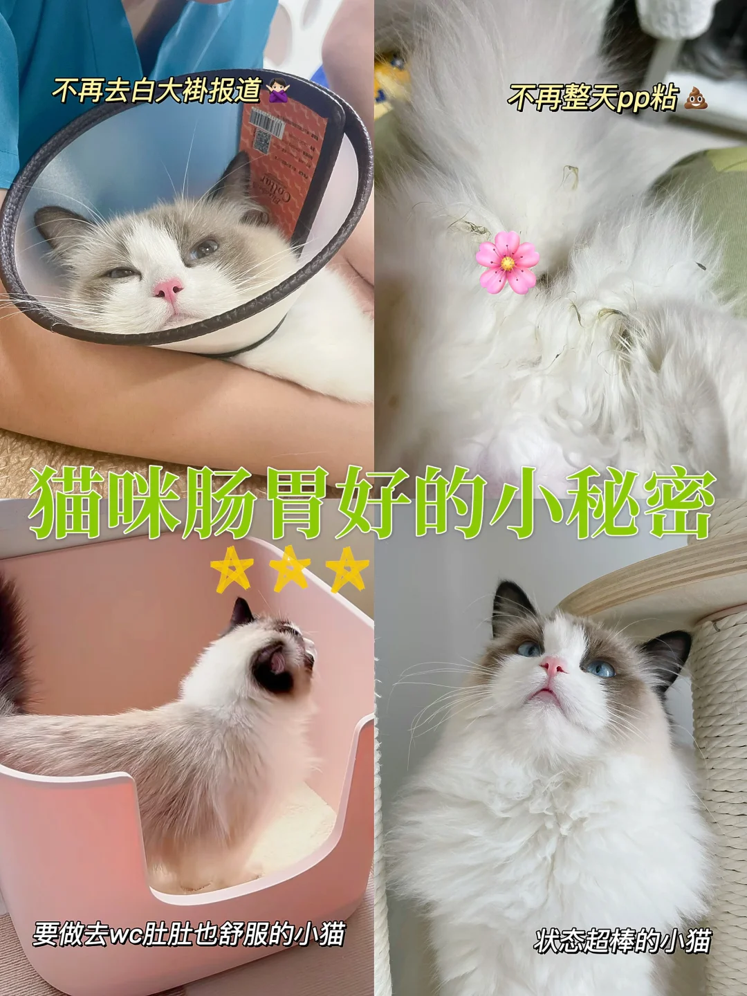 养猫经验 | 轻松对抗玻璃胃小猫！