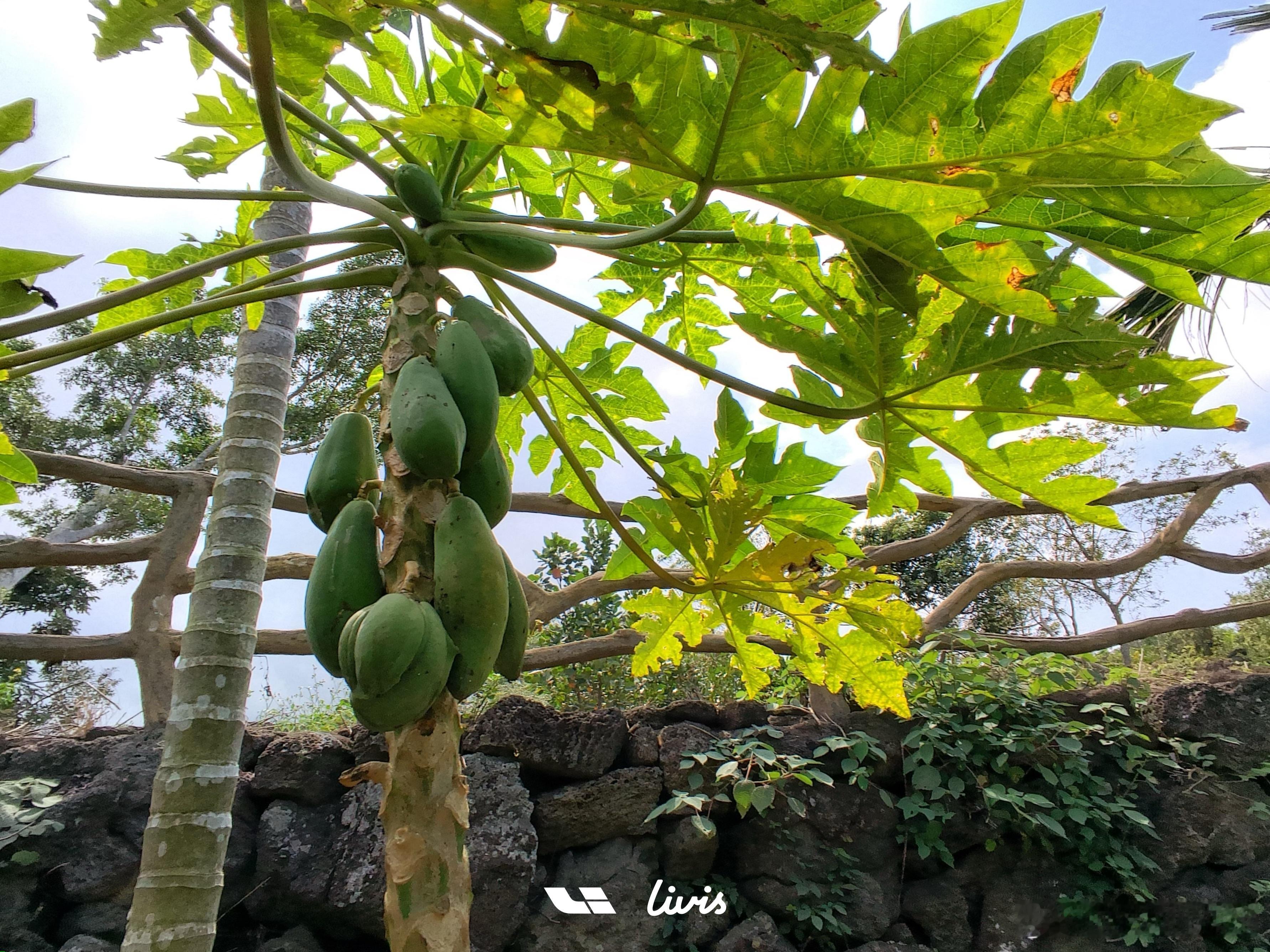 用livis拍好一张照片也是一件有点难的事…理想ai眼镜livis