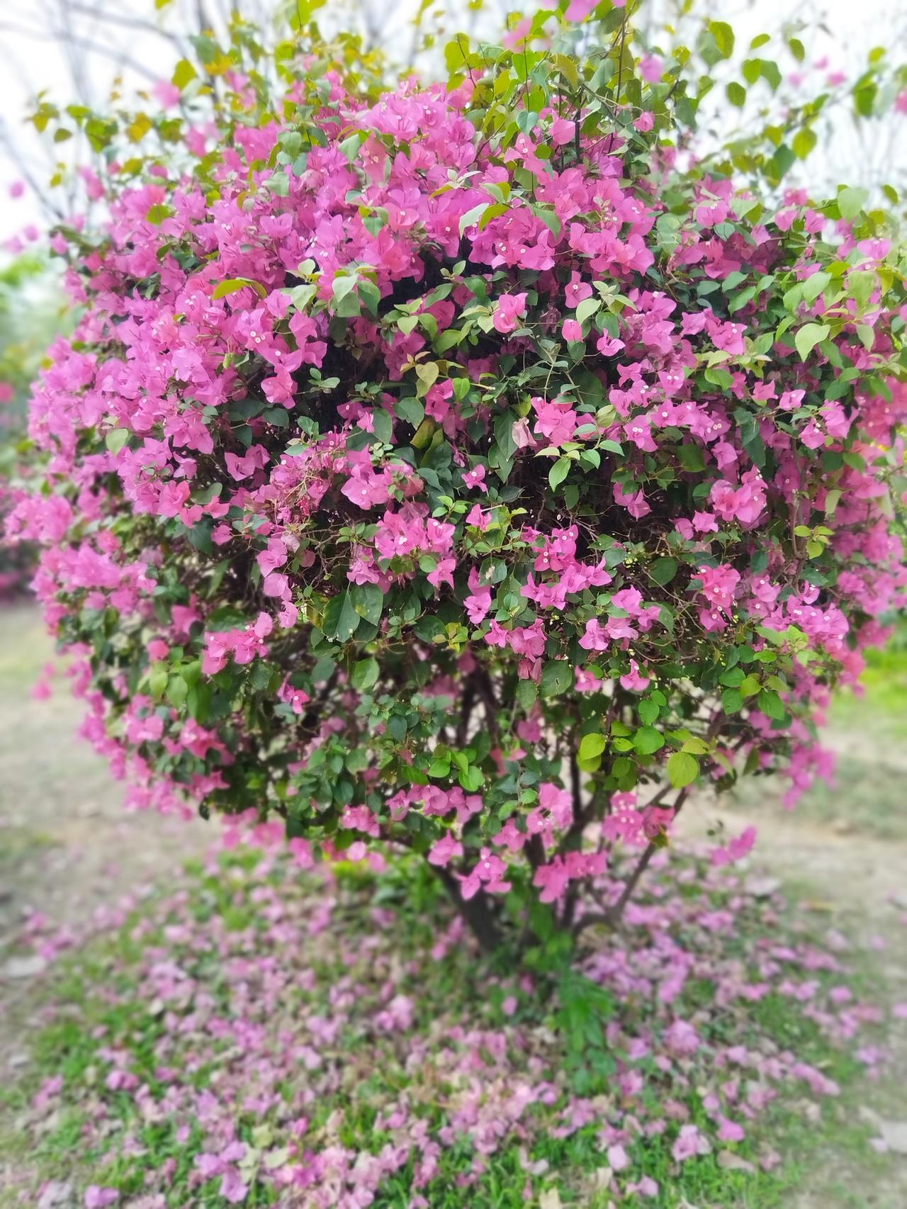 今天是2026年3月25日，老家湖北还穿着厚衣服，广州的夏天就提前来了。
人们早