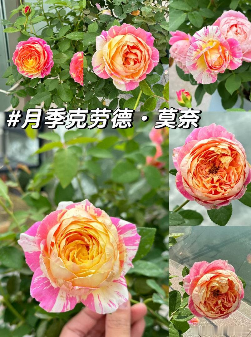 这种月季热了会脱妆莫奈的画开在了月季上 莫奈月季热了会脱妆，听起来像段子，背后其