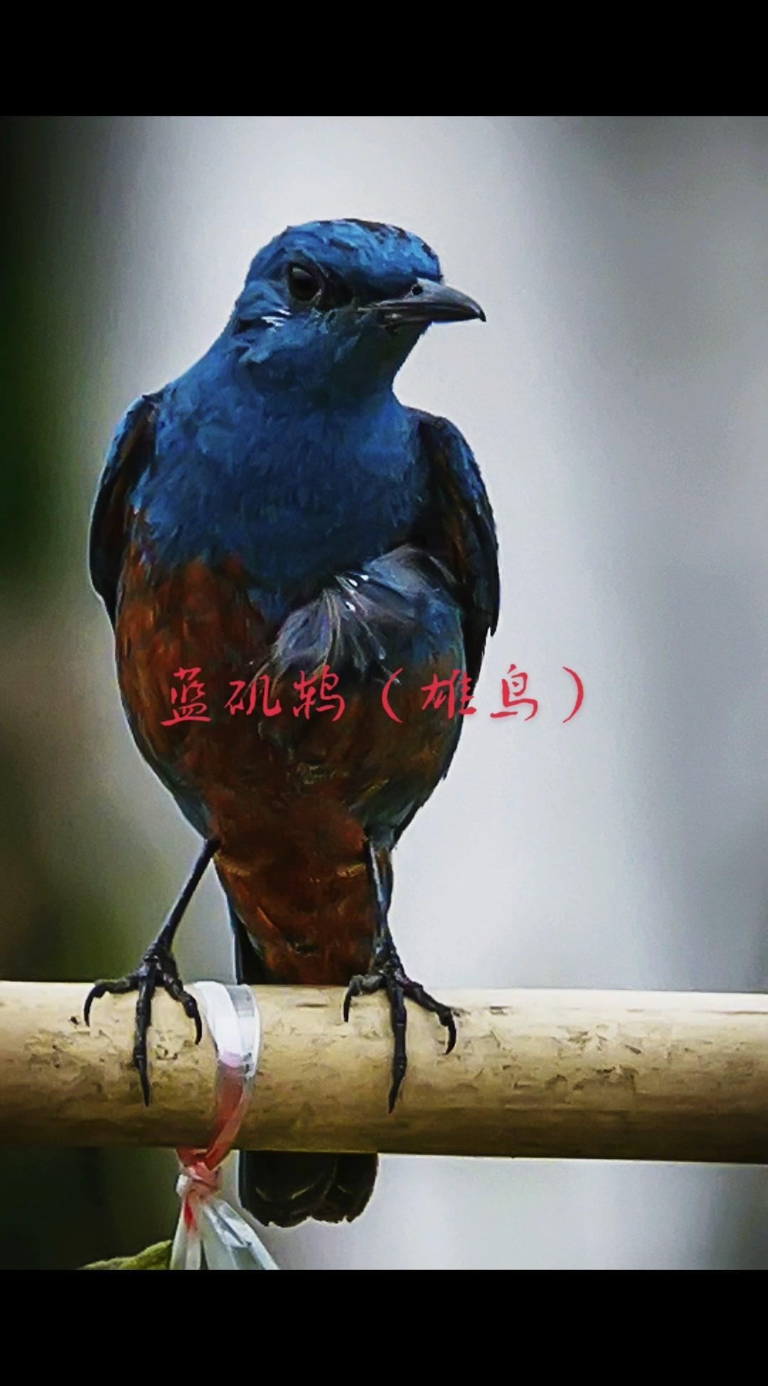🦜蓝矶鸫（雄鸟）真的太惊艳了！羽毛色彩对比强烈，红蓝色调搭配得恰到好处，难怪观