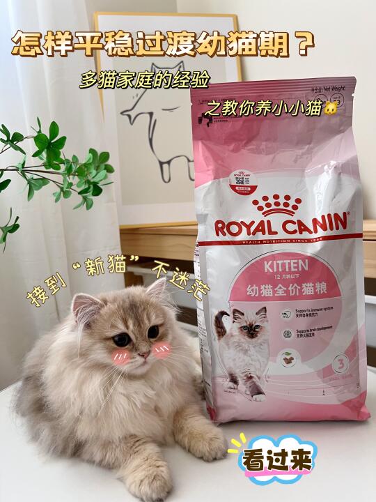 接到小猫不迷茫～来看看多猫家庭的经验！！！