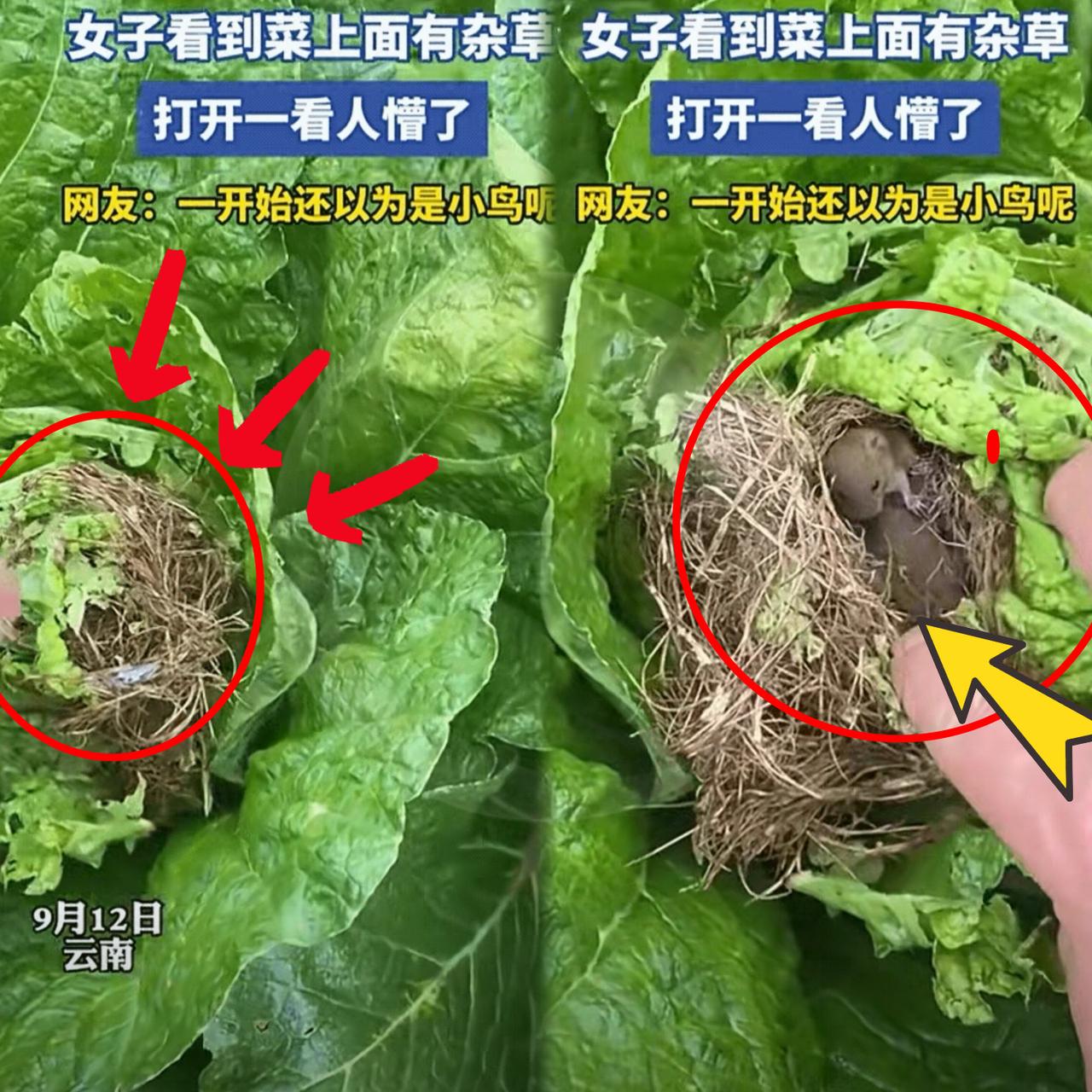 “万万没想到！云南一名女子去地里摘白菜，突然她发现其中一颗白菜上面有一堆干的杂草
