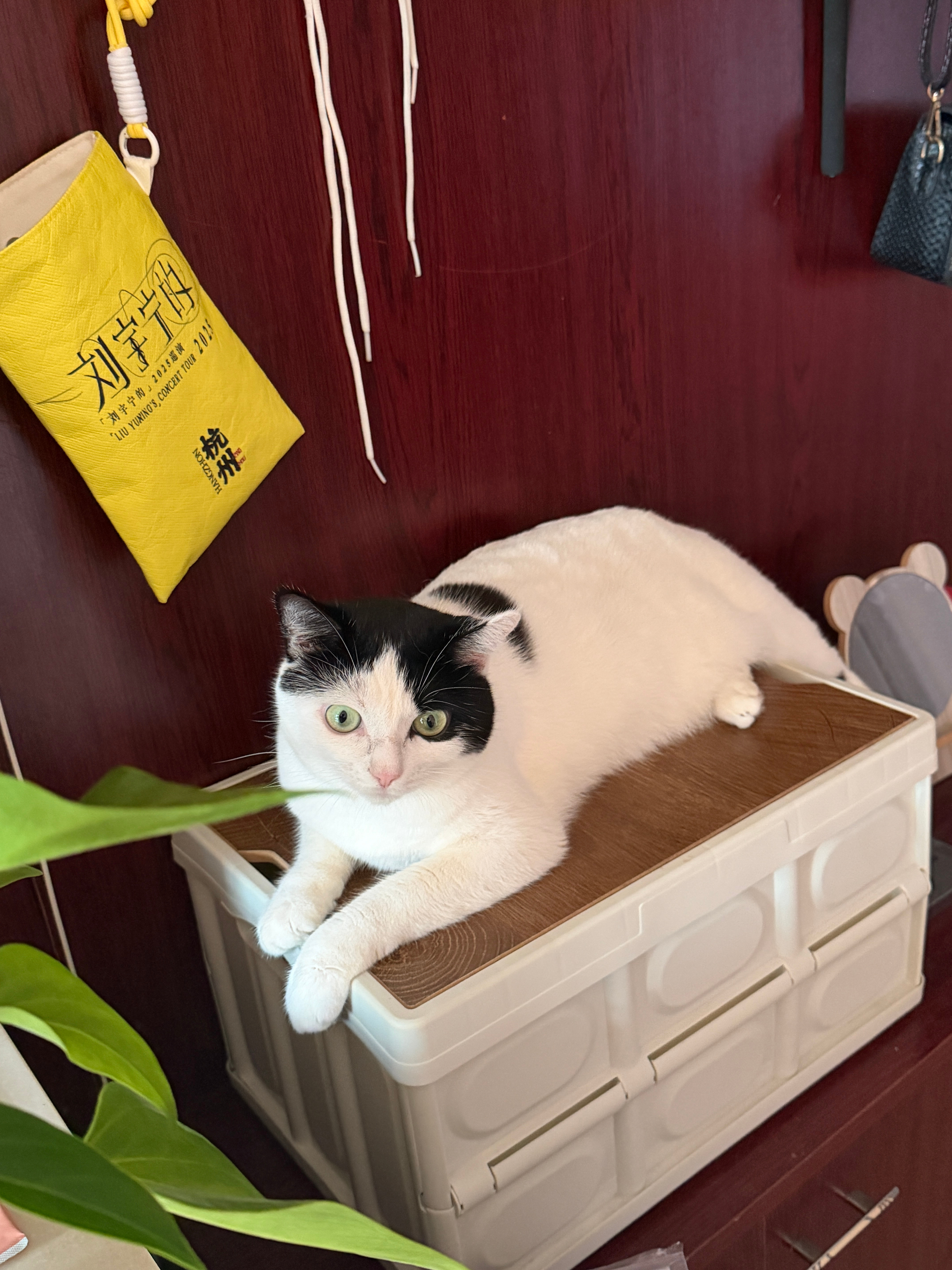猫猫已长胖 