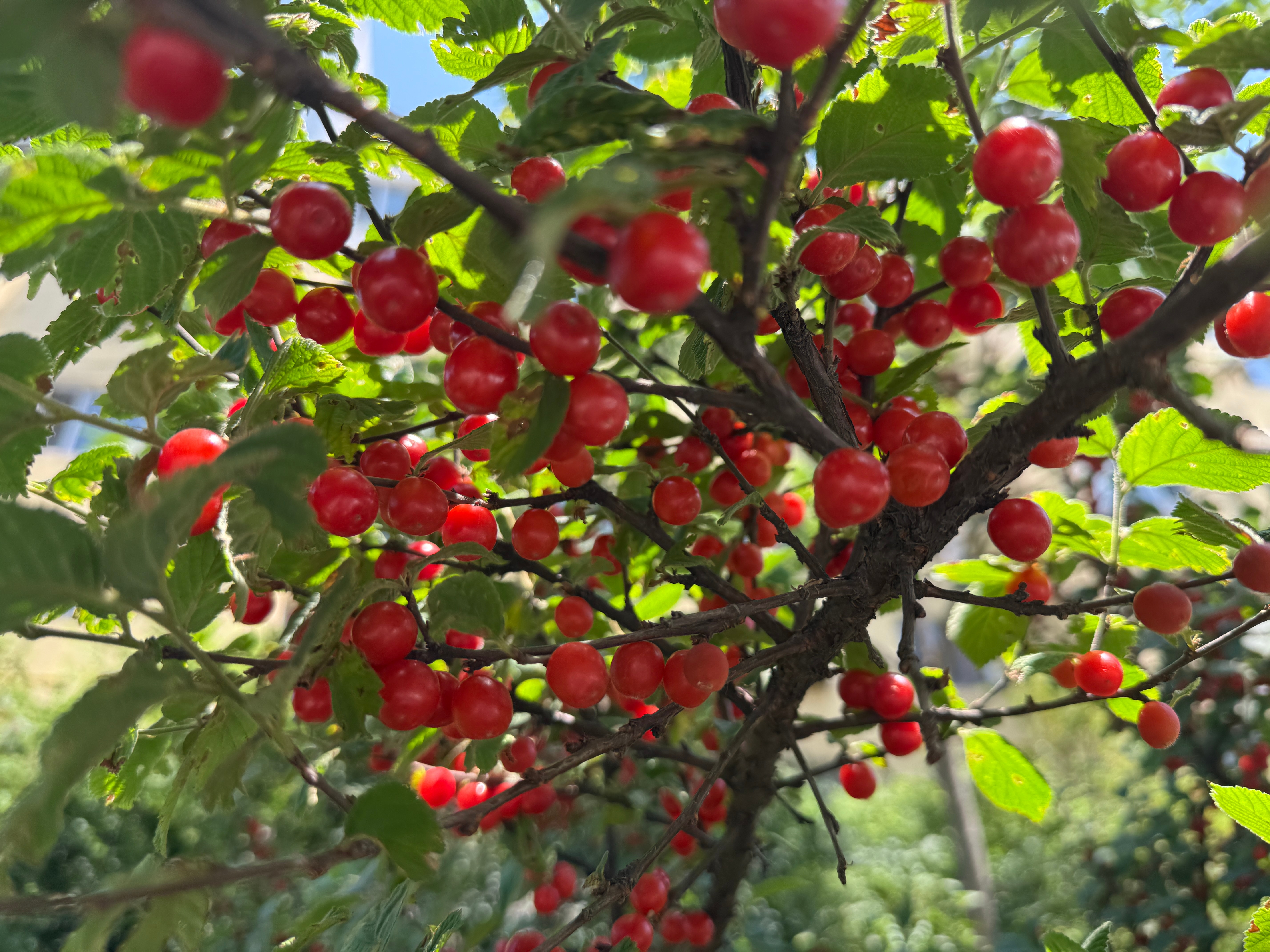 楼下的樱桃🍒都熟了生活手记