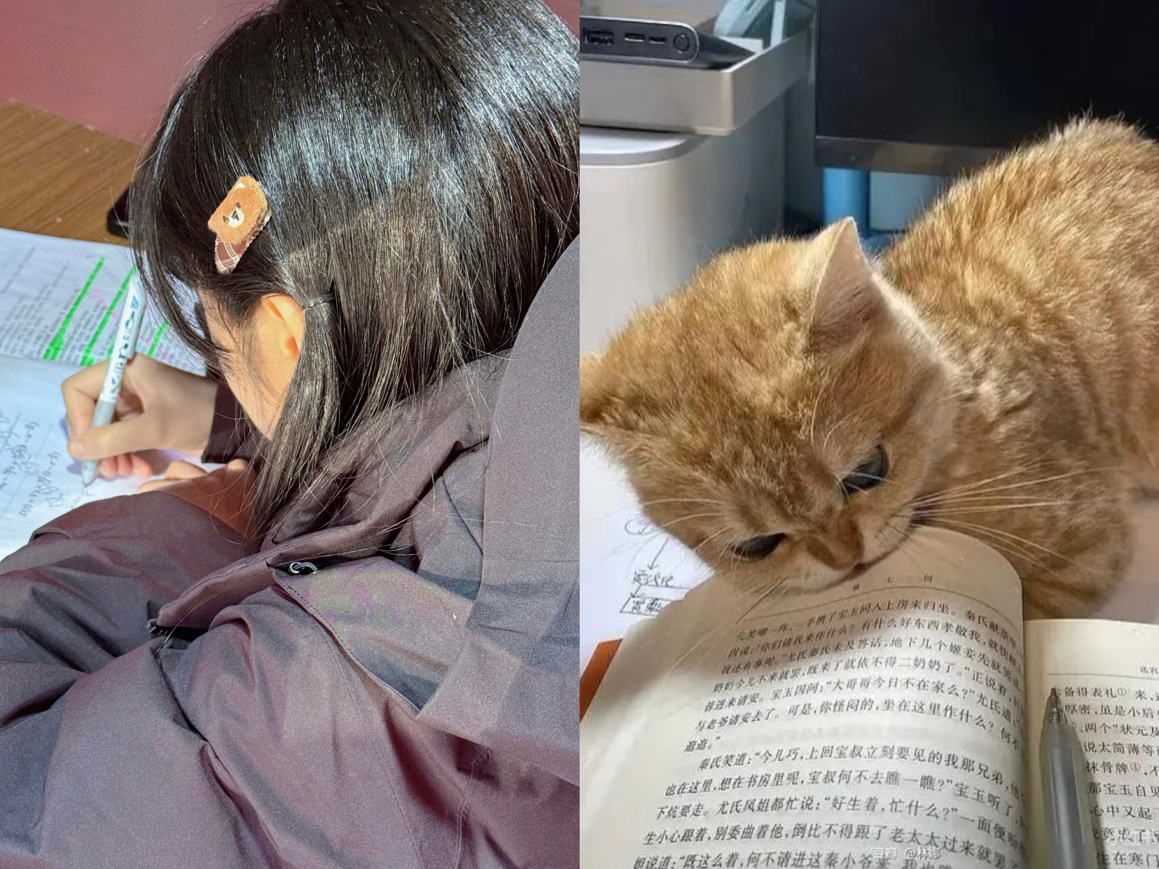 小猫看书田曦薇 猫猫塑