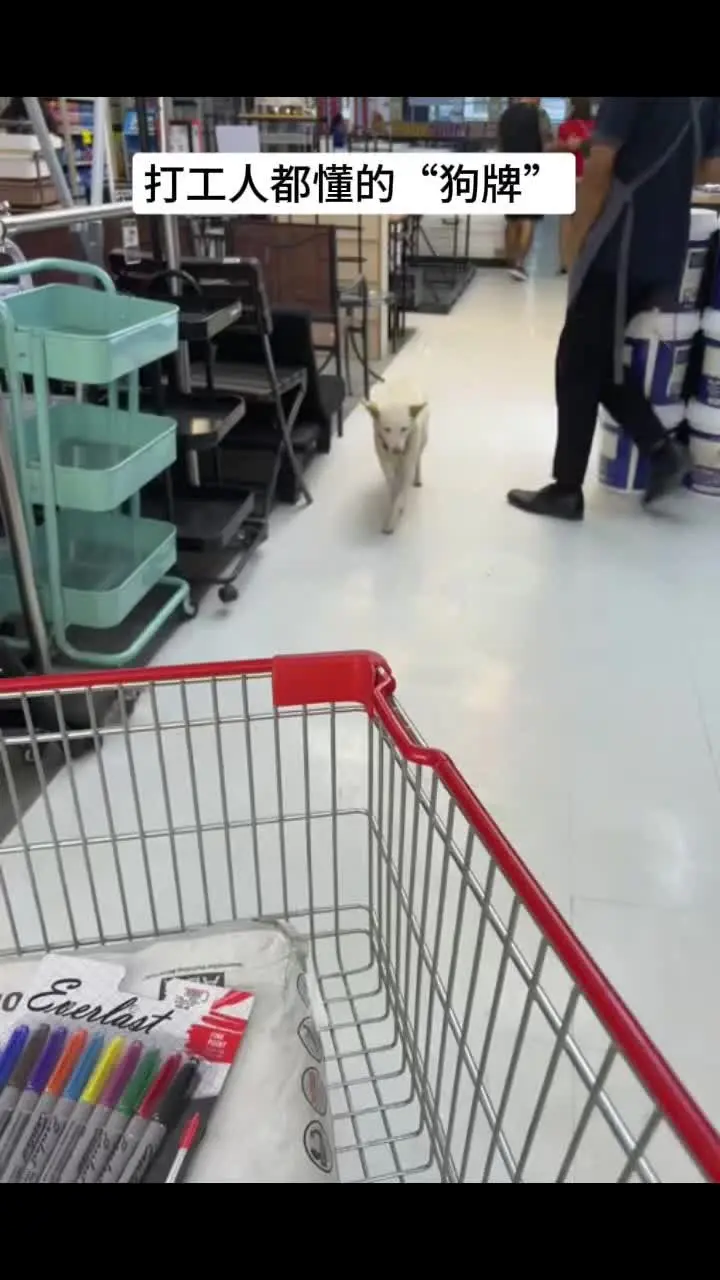 🐶都带上工牌了