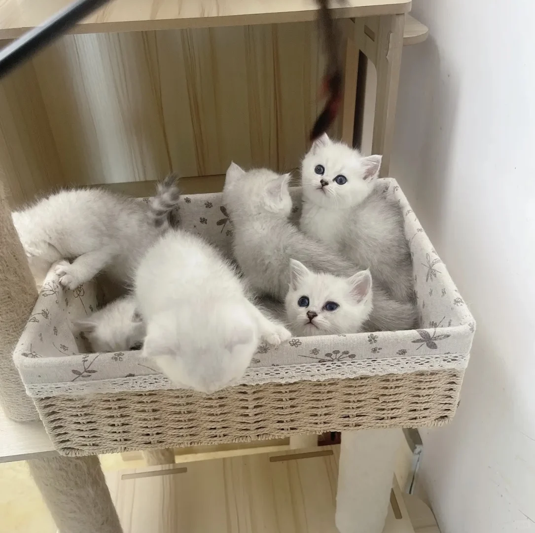 🇭🇰HK買貓💛一窩銀影BB 搵屋企啦～
